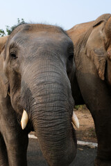 Close up of elephant