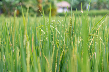 Green rice fields texture of ears close-up.