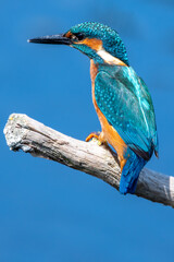 Close up shot of a juvenile male common kingfisher sitting on a perch, against a blue water background. At Lakenheath Fen nature reserve in Suffolk, UK