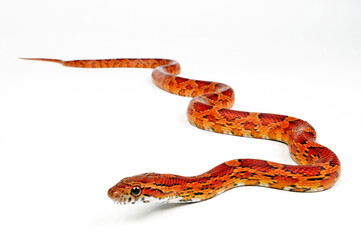 Naklejka premium Kornnatter // Corn snake (Pantherophis guttatus)