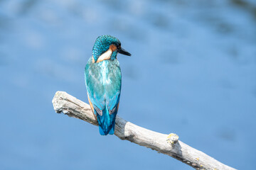 Close up shot of a juvenile male common kingfisher sitting on a perch, against a blue water background. At Lakenheath Fen nature reserve in Suffolk, UK