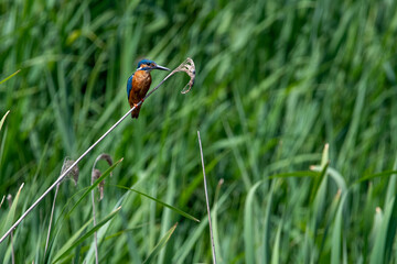 Common kingfisher sitting on a reed, against a green grass background. At Lakenheath Fen nature reserve in Suffolk, UK