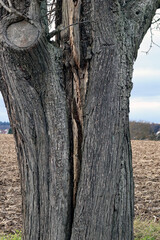 Gespalteter Baum