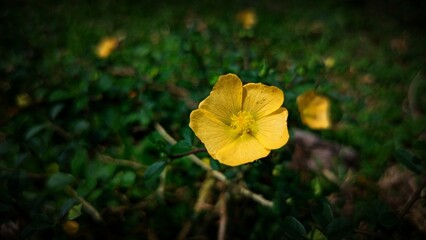 yellow autumn leaves