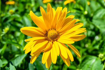 Fine wild growing flower aster false sunflower on background meadow