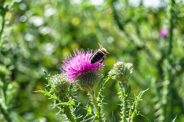 Beautiful wild flower winged bee on background foliage meadow