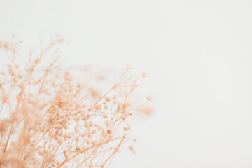 Beautiful decoration cute little dried flowers, wallpaper background.