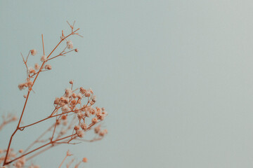Beautiful decoration cute little dried flowers, wallpaper background.