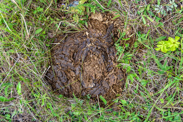 Photography on theme fresh cow dung lies on manure animal farm