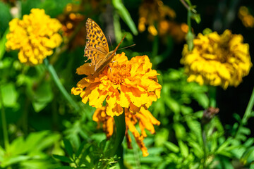 Beautiful flower butterfly monarch on background meadow