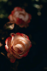 red rose on black background