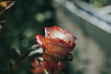 red rose in the garden