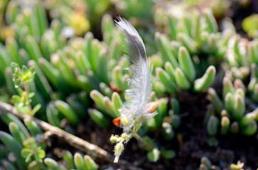 若葉の上に落ちた鳥の羽