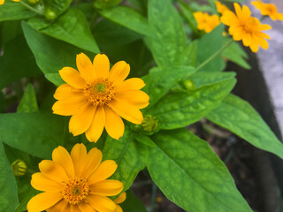 Abstract photo of butter daisy (melampodium) with copyspace for text. That is daisy-like yellow...