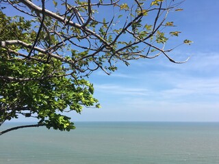 Tree and peaceful ocean view with blue sky background