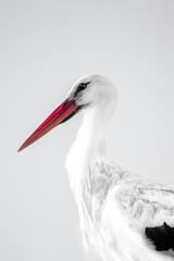 Low colour beautiful Stork portrait close-up black and white with a little bit of colour in the beak