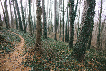 Obraz premium Winter forest with trees covered with ivy