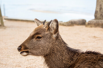 the closeup image of wild sika deer (Cervus nippon) on the island of Miyajima. According to local folklore, the deers here were considered sacred messengers from the gods.