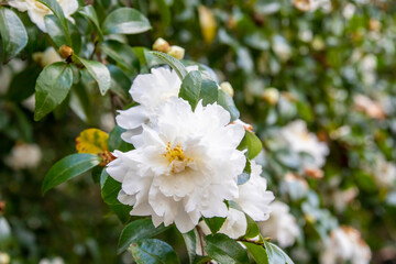 The closeup image of  sasanqua camellia (Camellia sasanqua).  It is a species of Camellia native to China and Japan. It is usually found growing up to an altitude of 900 metres.