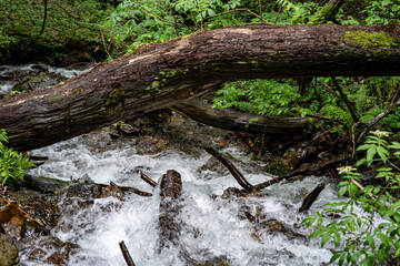 A fallen tree across a mountain river, highlighting the contrast between stillness and movement in nature. Perfect for adventure and nature related projects.