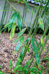 all gold bamboo, allgold bamboo, autumn, autumnal, background, bamboo, beautiful, bright, bunch, closeup, cluster, culms, decorative, devon, england, english, evergreen, fall, foliage, forest, garden,