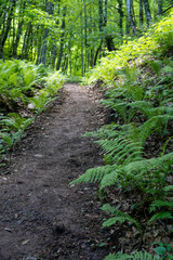 Fototapeta premium Hiking in the summer forest. Caucasus. Sochi. Russia