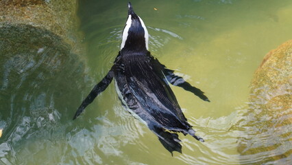 JackassPenguin AfricanPenguin Spheniscus demersus 斑嘴環企鵝 南非企鵝 © Jimmy