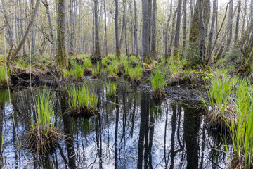 Obraz premium Küstenwald Darß Weststrand mit alten Sumpf Moor