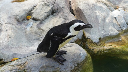 JackassPenguin AfricanPenguin Spheniscus demersus 斑嘴環企鵝 南非企鵝 © Jimmy