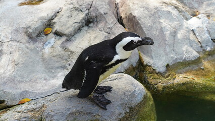JackassPenguin|AfricanPenguin|Spheniscus demersus|斑嘴環企鵝|南非企鵝