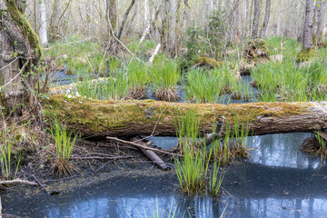 Küstenwald Darß Weststrand mit alten Sumpf Moor