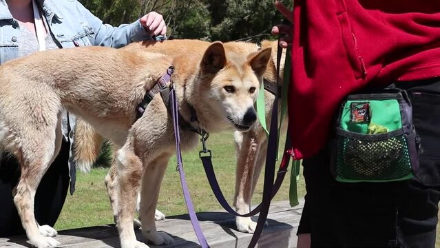 Two Dingos on Leash