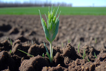 In a field, young wheat seedlings are sprouting. Generative AI