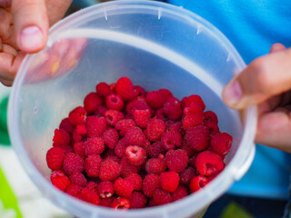 raspberries in a container. natural berries. summer season.