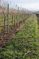 Fototapeta na wymiar Pruined Pinot Vineyard on winter season with many cut branches on the ground in the italian countryside