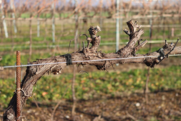 Close-up of Pruined Pinot Vineyard  on winter season with many cut branches on the ground in the...