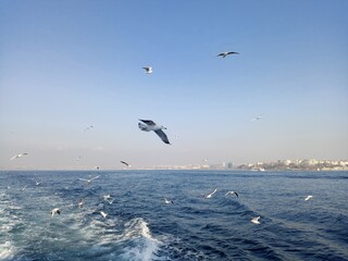 Obraz premium kite surfing in the sea, Istanbul, Bosporus 