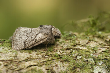 Closeup on the pale oak eggar moth, Trichiura crataegi, sitting on wood