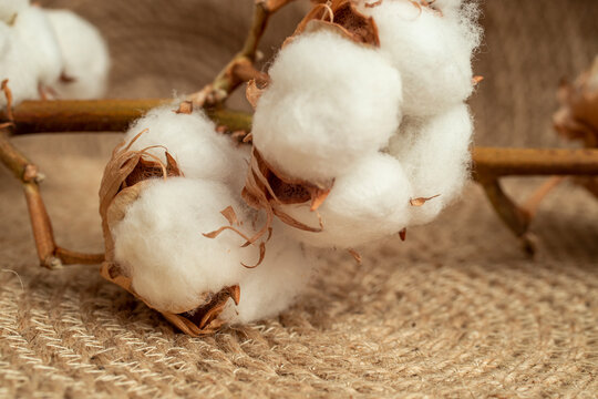 Cotton balls, flowers, on a jute rope rug texture, soft focus close up