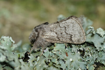 Closeup on the pale oak eggar moth, Trichiura crataegi, sitting on wood