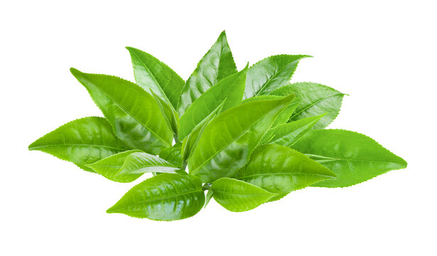 green tea leaf on transparent png