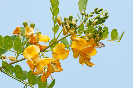 A blooming branch of bladder-sena shrub (Colutea arborescens)