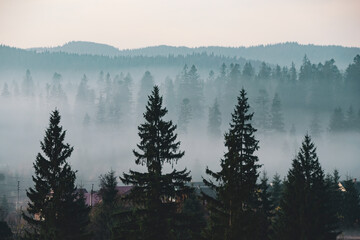 Spruce trees silhouettes in the mist.