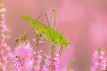 Sickle bearing bush cricket grasshopper