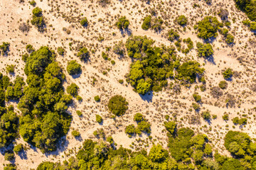 Top down view of dune vegetation