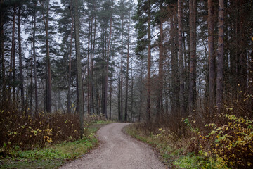 winding road through pine forest in misty autumn day