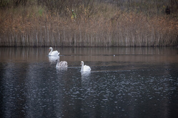 three swans swim on lake in autumn