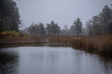 Obraz premium dark autumn misty landscape with forest, forest lake, pond in wods, calm water, river reeds with reflection. 