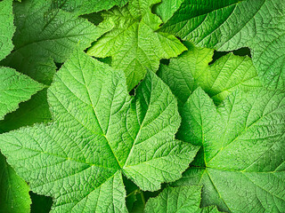 Natural textured background of green plant leaves. View from above. Space for copying.