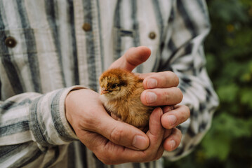 New born little chicken in the hands of the farmer